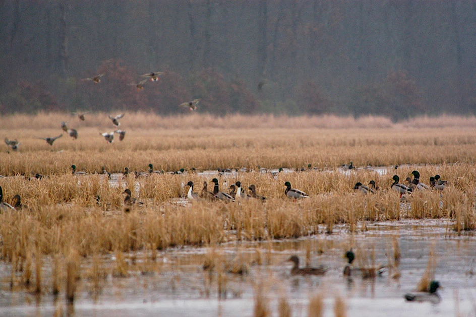 ducks in rice field